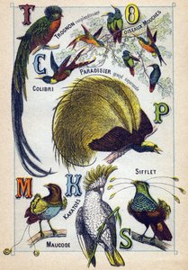Tafel 3: Glänzender Kern, Fliegenvögel, Kolibri, Smaragdparadies, Kakadus, Pfeife, Maucode. Gravur in "Syllabary alphabet of birds"
