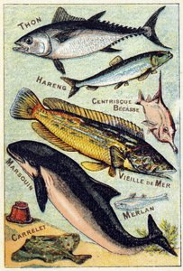 Tafel 3: Thunfisch, Hering, Centric-Schnabel, Alter See, Schweinswal, Wittling, Ziegel. Gravur in "Syllabary alphabet of sea and freshwater fish" von French School