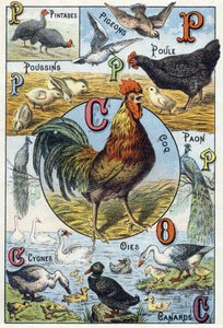 Tafel 3: Perlhühner, Tauben, Küken, Henne, Hahn, Pfau, Schwäne, Gänse, Enten. Gravur in "Syllabary alphabet of domestic animals and farmyard". Serie A. Pellerin et Cie, Drucker-Verleger, Epinal, Ende des 19. Jahrhunderts. Chromolithographien. Dim: 19,5 x 1