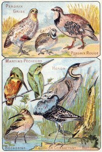 Tafel 3 oben: Graue Rebhuhn, Wachtel, Rote Rebhuhn. Unten: Eisvögel, Reiher, Bekassine, Kämpfender Ritter, Butor. Gravur in "Syllabary alphabet of birds and reptiles". Serie A. Pellerin et Cie, Drucker-Verleger, Epinal, Ende des 19. Jahrhunderts. Chromolit