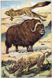 Tafel 4: Springender Kap-Hase, Moschusochse, Nashorn. Gravur in "Syllabary alphabet all kinds of beets"