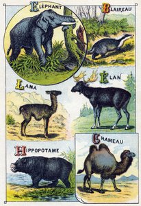 Tafel 4: Elefant, Dachs, Lama, Elan, Nilpferd, Kamel. Gravur in "Syllabary alphabet of wild animals". Serie A. Pellerin et Cie, Drucker-Verleger, Epinal, Ende des 19. Jahrhunderts. Chromolithographien. Kleines 8-seitiges Werbealbum mit einem Silbenalphabet