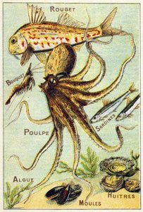 Tafel 4: Rotbarbe, Bouquet, Oktopus, Sardinen, Algen, Muscheln, Austern. Gravur in "Silbenalphabet der See- und Süßwasserfische". Serie A. Pellerin et Cie, Drucker-Verleger, Epinal, Ende des 19. Jahrhunderts.