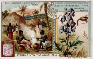 Giftpflanzen: Eisenhut und Afrikaner bereiten Gift für ihre Pfeile vor - Chromo. Liébig, späte 19. Jahrhundert von French School