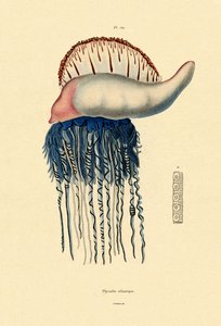 Portugiesische Galeere