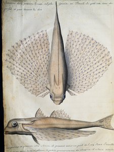 Profil und Rücken eines geflügelten Fisches, Big Island, Brasilien, Aquarell aus dem Logbuch von Jacques Gouin de Beauchesne (1652-1730), Kapitän der Compagnie royale de la Mer du Sud, von 1698 bis 1701, Frankreich von French School
