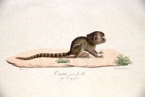 Zwergseidenäffchen, aus Histoire Naturelle des Mammifères, mit Originalfiguren, von Étienne Geoffroy Saint-Hilaire & Frédéric Cuvier, 1824-42