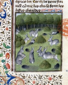 Kaninchen - im „Jagd-Buch von Gaston Phoebus, Graf von Foix, Herr von Béarn“ von French School