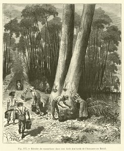 Kautschukernte in einem Wald an den Ufern des Amazonas in Brasilien von French School