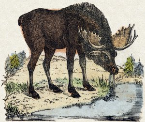 Rentier. Gravur in "Alphabet des animaux sauvages". 9. Serie. Bilder von Epinal, Pellerin, Drucker-Verleger, um 1870. Holzschnitte, schabloniert. 16 Seiten. Dim: 20 x 15 cm. Private Sammlung.