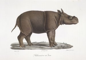 Java-Nashorn, aus Histoire Naturelle des Mammifères von French School