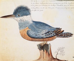 Gürtelkönigfischer (Megaceryle torquata), Elizabeth Bay, Magellanstraße, Aquarell aus dem Logbuch von Jacques Gouin de Beauchesne (1652-1730), Kapitän der Compagnie royale de la Mer du Sud, von 1698 bis 1701, Frankreich von French School