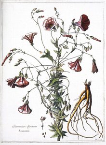 Scamoneum (Scamonium Syriacum) - aus „Die Sammlung der Pflanzen, graviert im Auftrag von König Ludwig XIV.“ von French School