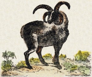 Schaf. Gravur in "Alphabet des animaux sauvages". 9. Serie. Bilder von Epinal, Pellerin, Drucker-Verleger, um 1870. Holzschnitte, schabloniert. 16 Seiten. Dim: 20 x 15 cm. Private Sammlung.