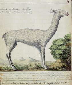 Schafe von Peru (Lama oder Alpaka)