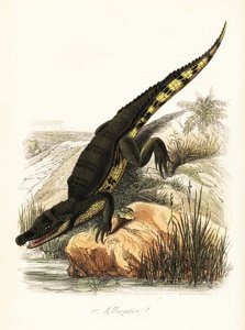 Brillenkaiman, Caiman crocodilus von French School