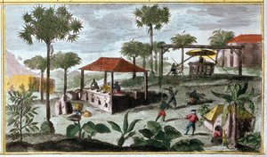 Zuckerproduktion in Westindien, Detail von 00155 - in „Allgemeine Geschichte der Antillen, bewohnt von den Franzosen“ von Du Tertre, frühes 19. Jahrhundert