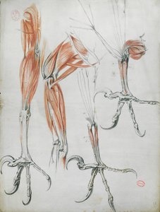 Krallen eines Adlers, aus La Mecanique des Animaux von Claude Perrault (1613-78) ca. 1670