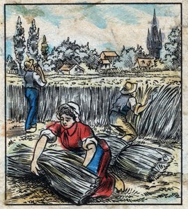 Textil, Flachs: Landwirtschaft. Sammelt Leinen, das zu einem Bündel zusammengefügt wird, um zu trocknen. Gravur. Epinal-Bildgebung Ende des 19. Jahrhunderts. von French School