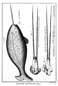 Der Narwal, ein Wal - in „Histoire naturelle“ - Gravur
