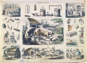 Das Schwein und seine Produkte von French School