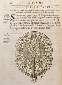 Die Struktur des Gehirns, aus De Homine Figuris von Rene Descartes (1596-1650) veröffentlicht in Den Haag, 1662 von French School