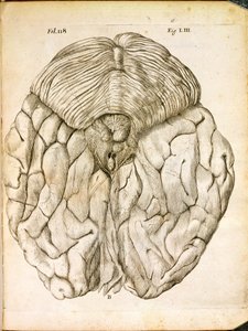 Die Struktur des Gehirns, aus De Homine Figuris von Rene Descartes (1596-1650) veröffentlicht in Den Haag, 1662