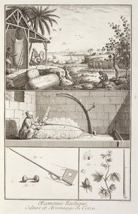 Der Anbau von Baumwolle, aus der Enzyklopädie von Denis Diderot (1713-84), graviert von A. Provost (fl.1834-55), um 1760 von French School