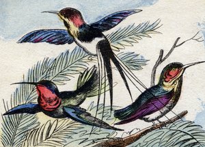 Der Kolibri. Gravur in "Buffon Alphabet des Oiseaux n 2" von French School