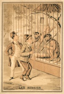 Die Affen (Chromolitho) von French School