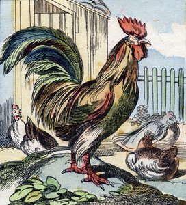 Der Hahn. Gravur in "Buffon Alphabet des Oiseaux n 2" von French School