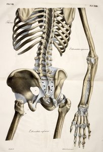 Thorax, aus Planches anatomiques du corps humain, ausgeführt nach den natürlichen Dimensionen, begleitet von einem erläuternden Text, veröffentlicht von dem Grafen von Lasteyrie
