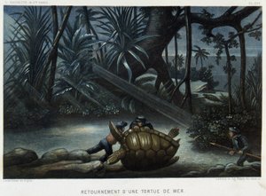 Schildkröte einer Meeresschildkröte - in „Le monde de la mer“ von Alfred Fredol, Hachette, Paris von French School