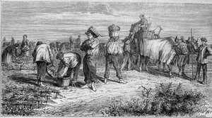 Weinbau im Médoc: Traubenlese während der Ernte. Gravur in „Le Monde Illustré“ Nr. 561 vom 11. Januar 1868. von French School