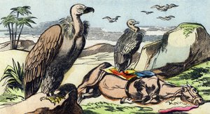 Geier. Gravur in "Buffon Alphabet des Oiseaux n 1" von French School
