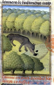 Wolf - aus „Hunting Book of Gaston Phoebus, Count of Foix, Lord of Béarn“