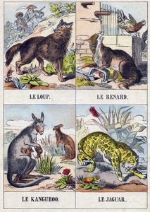 Wolf; Fuchs; Känguru; Jaguar. Gravur in "Buffon Alphabet des Animaux"
