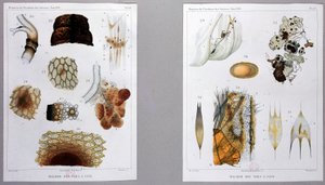 Arbeit über die Seidenraupenkrankheit, präsentiert von Pasteur an der Akademie der Wissenschaften