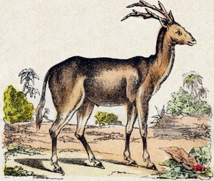 Xantarus. Gravur in „Alphabet der wilden Tiere“. 9. Serie. Bildsprache von Epinal, Pellerin, Drucker-Verleger, um 1870. Holzschnitte, schabloniert. 16 Seiten. Maße: 20 x 15 cm. Private Sammlung von French School
