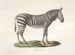 Weibliches Zebra, aus Histoire Naturelle des Mammifères von French School