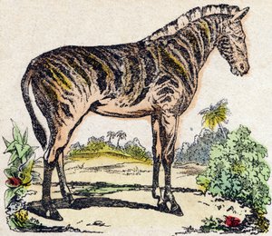 Zebra. Gravur in "Alphabet des animaux sauvages". 9. Serie. Bildersammlung von Epinal, Pellerin, Drucker-Verleger, um 1870. Holzschnitte, schabloniert. 16 Seiten. Dim: 20 x 15 cm. Private Sammlung von French School