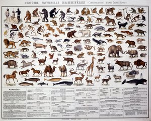 Zoologie: Klassifikation der Säugetiere nach dem französischen Biologen Georges Cuvier (1769-1832). Tafel der Naturgeschichte