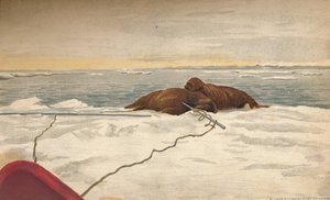 Walrosse getötet vor der Ostküste der Taimyr-Halbinsel, 12. September 1893, 1897