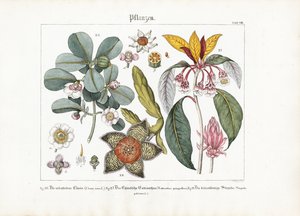 Exotische Zierpflanzen: Clusia, Enkianthus und Stapelia