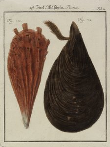 Muscheln, aus Neues Systematisches Conchylien-Cabinet, 1784