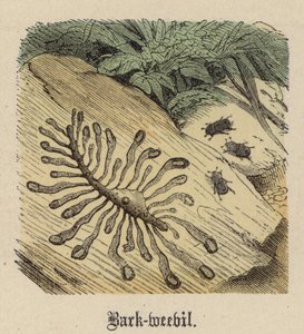 Borkenkäfer (farbiger Stich) von Friedrich Specht