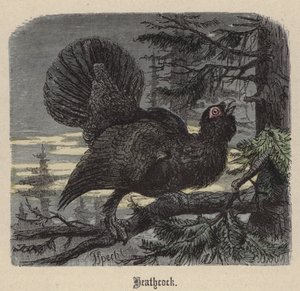 Auerhahn