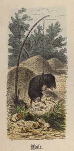 Maulwurf