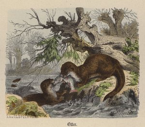 Otter von Friedrich Specht