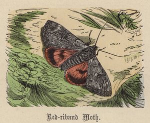 Rotbandfalter (kolorierte Gravur)